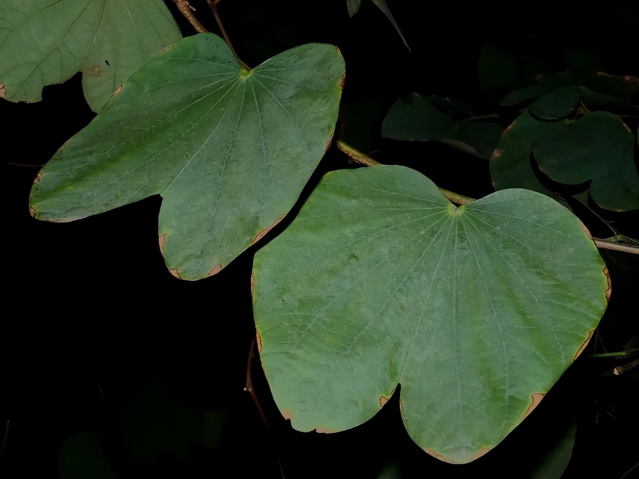 南方人爱不够的紫荆花，北方人懵了：“这哪儿是紫荆花啊？”
