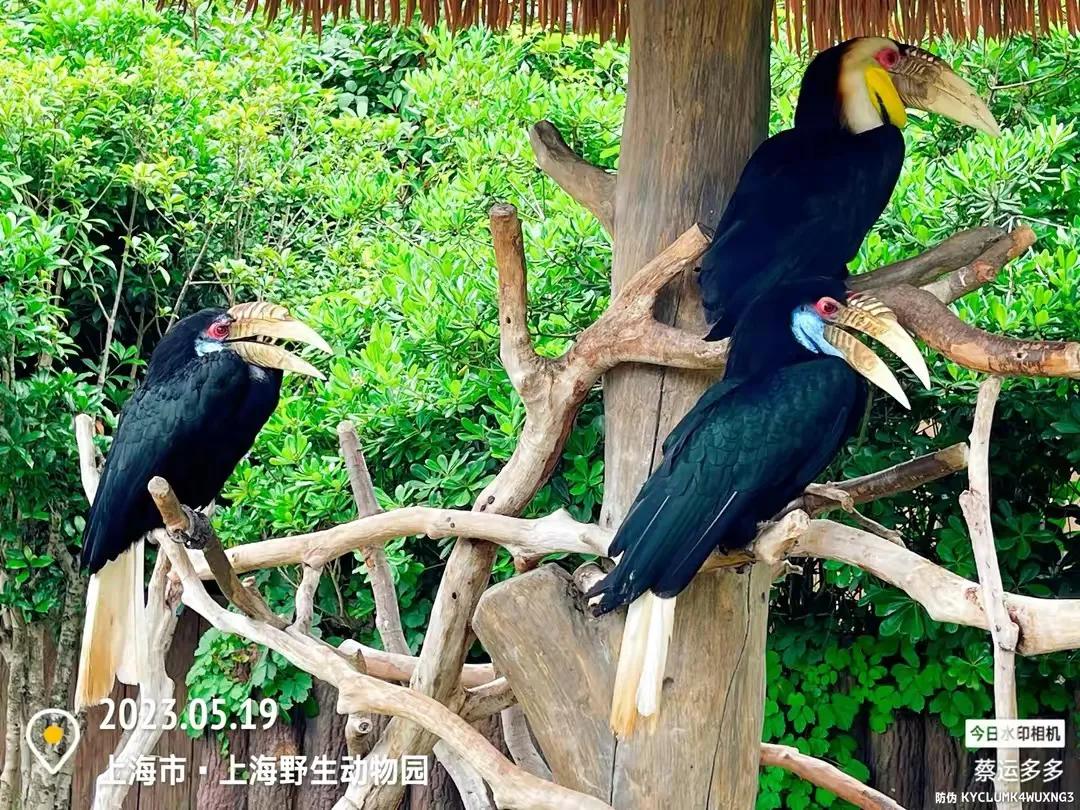 上海野生动物园和上海动物园,上海野生动物园过年营业时间