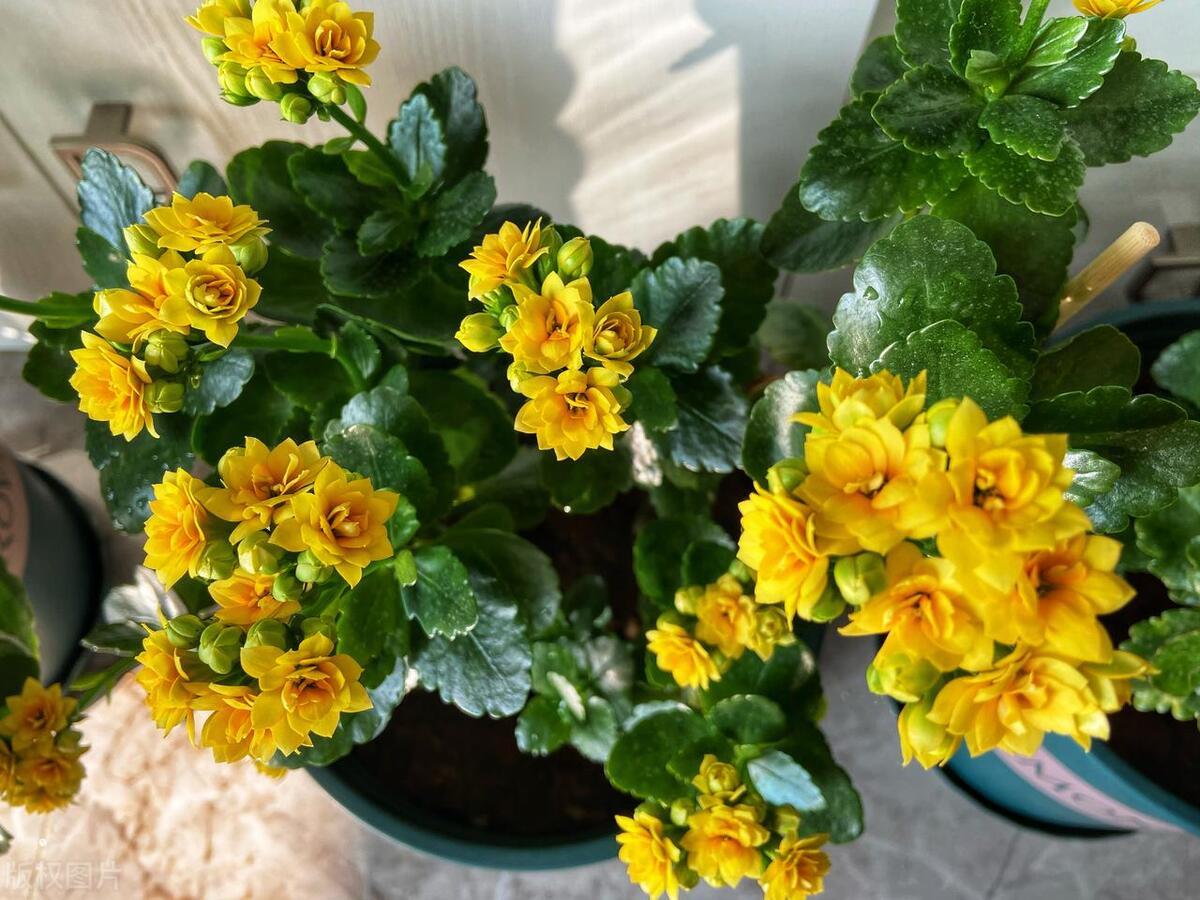 长寿花现在如何养才能开花快,长寿花怎样养才能开花到爆盆儿