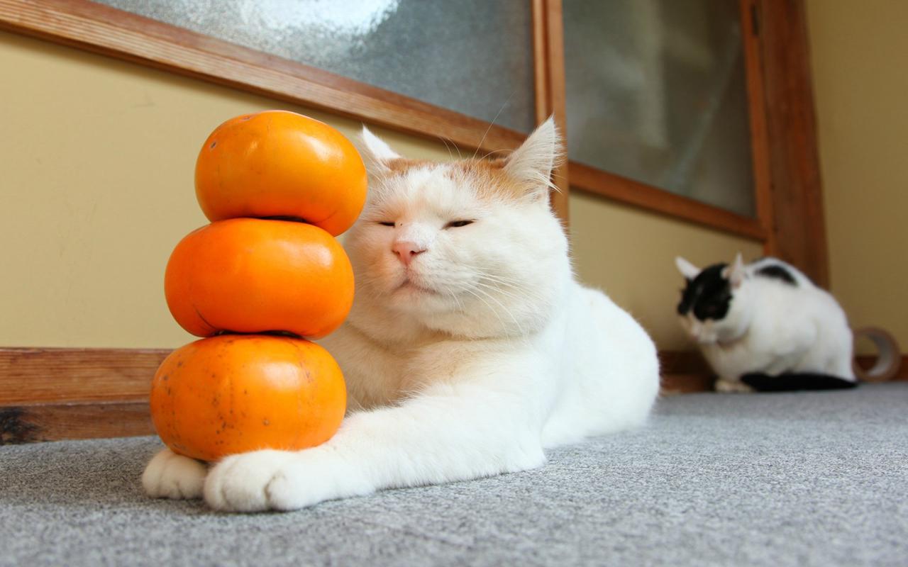 钟南山院士建议孕妇养猫狗原视频,钟南山院士谈养猫预防哮喘