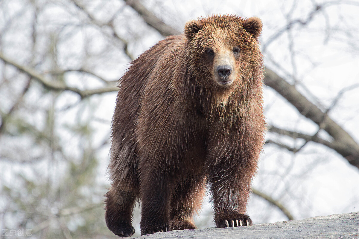 世界60个国家的珍稀国宝,100个国家国宝动物