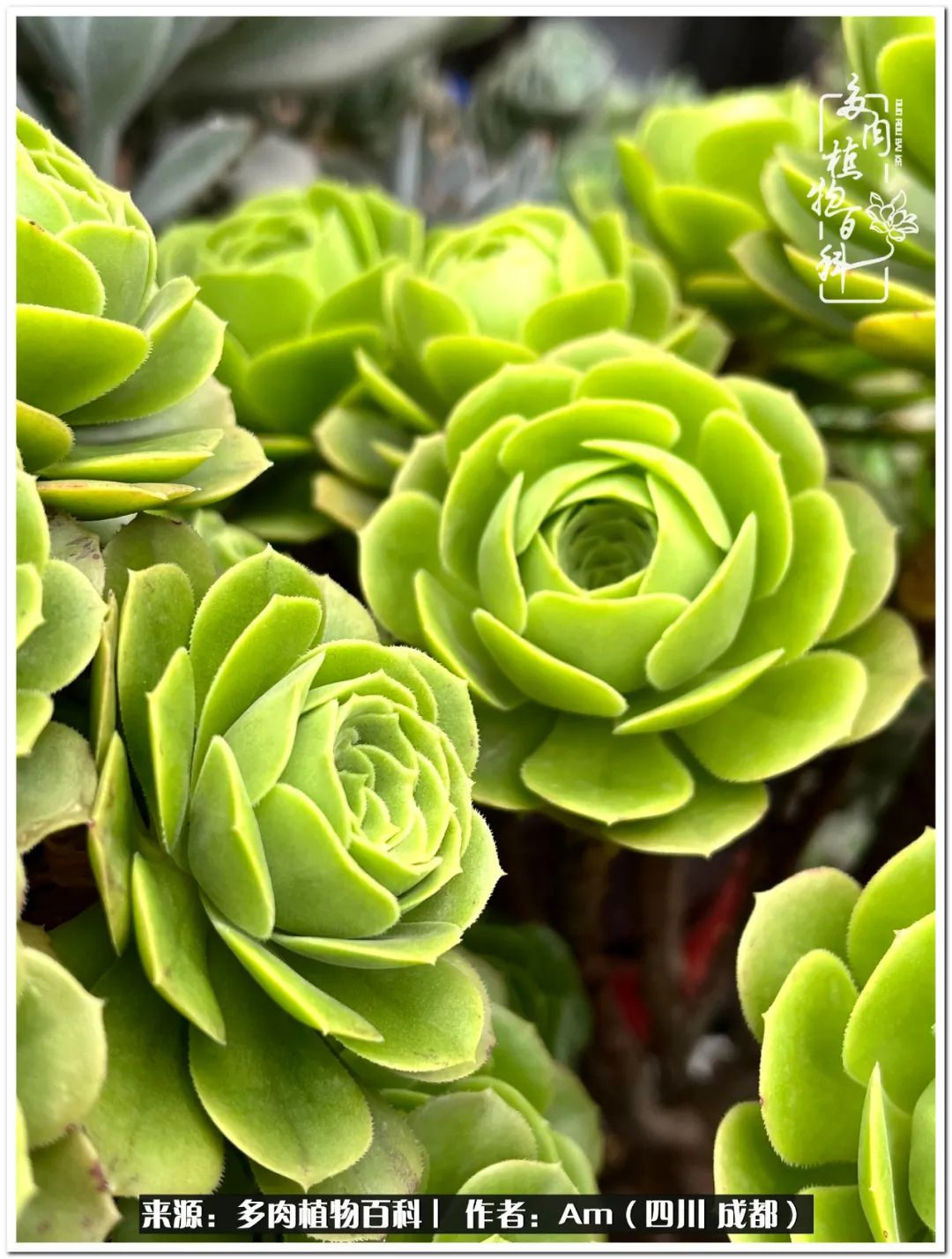 多肉小盆友生活多姿多彩,多肉小精灵福享不停