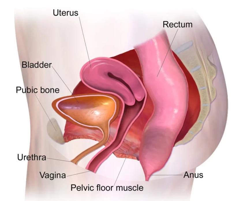 各类动物的排泄,各种动物的排泄物有哪些