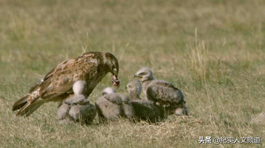 草原的野生动物在哪里,草原看野生动物