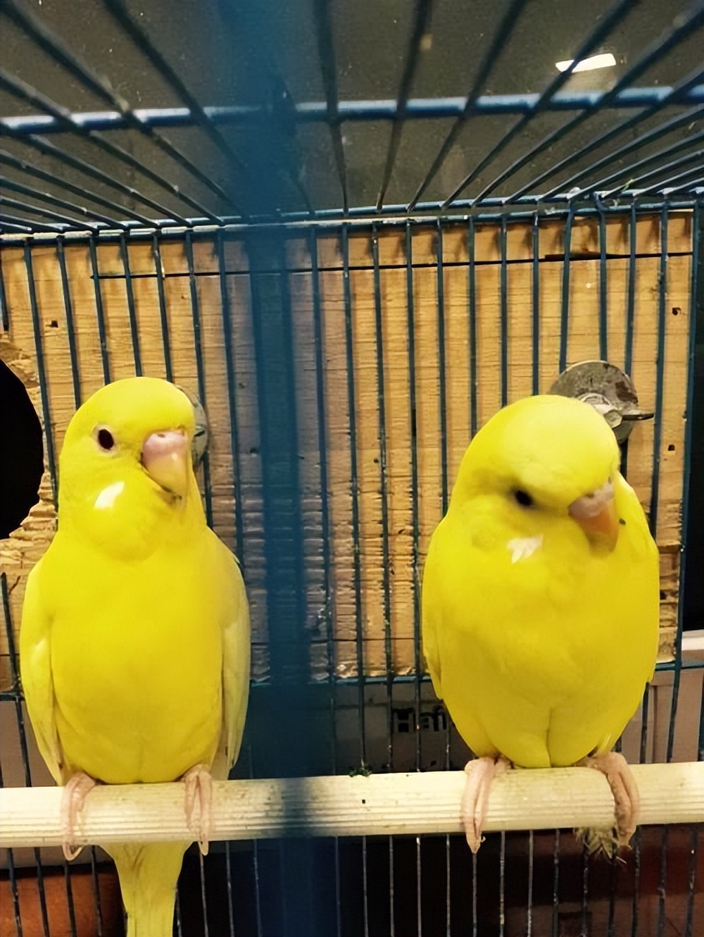 饲养虎皮鹦鹉违法吗,虎皮鹦鹉幼鸟饲养全攻略