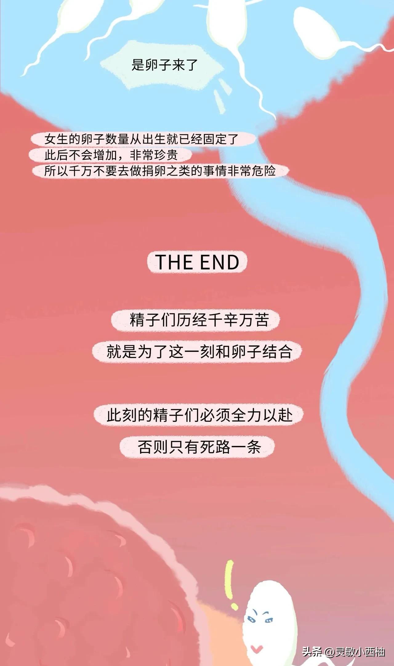 这就是精子进入女性体内的全过程，太神奇了！（漫画）