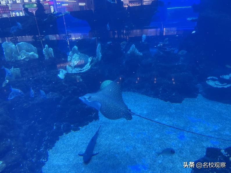 蔚蓝做苍穹，鱼儿变繁星！新川学子，走进浩海立方，探秘无限海洋