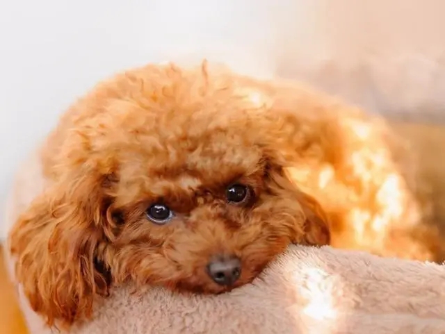 泰迪长到几个月就成型了呢,泰迪长到几个月停止生长