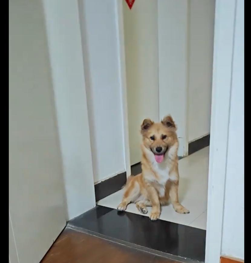 流浪狗被救原主人,被救的流浪狗