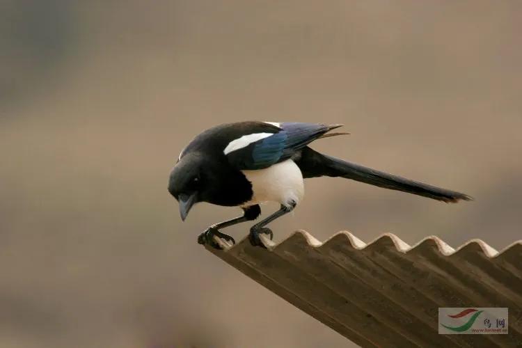喜鹊记仇糟蹋庄稼,喜鹊糟蹋粮食完整视频