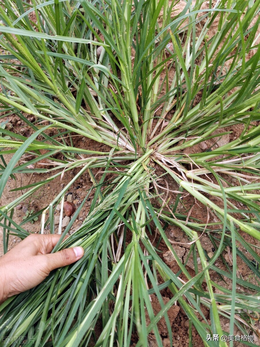 牛筋草煮鸡蛋的功效与作用科学吗,牛筋草煮鸡蛋农村生活