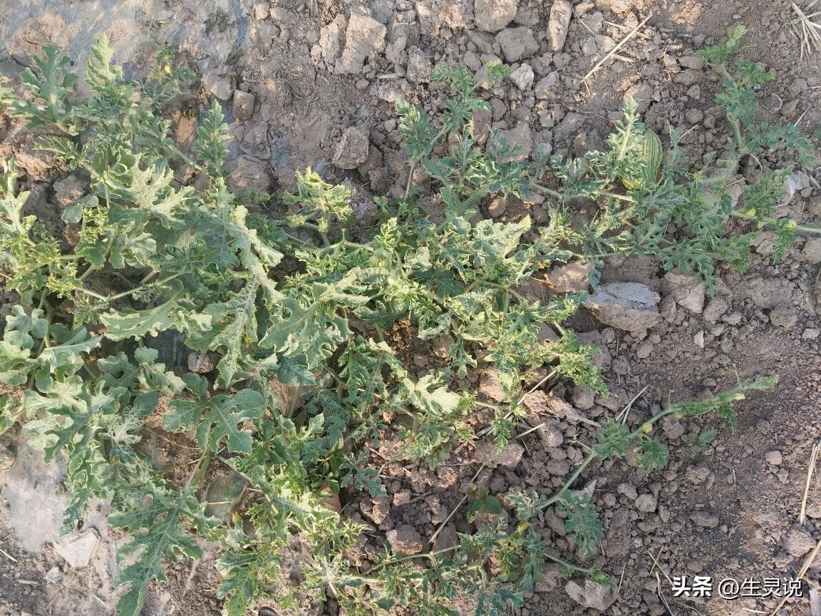 戈壁西瓜现状如何,戈壁西瓜种植技术