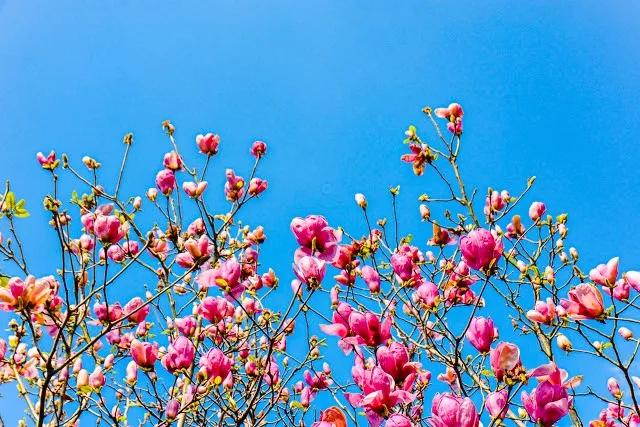 关于春的诗自创现代诗五言,春风的原创现代诗