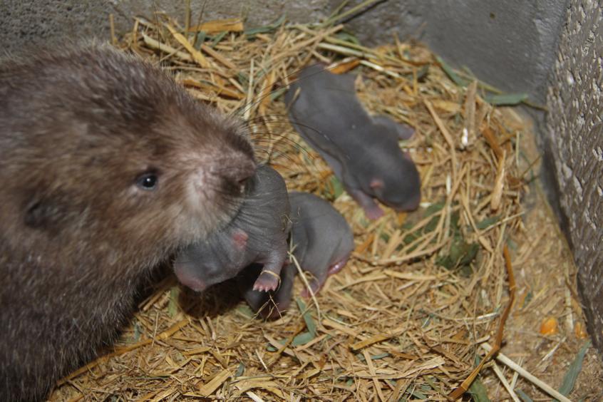 绂忓缓鐢峰瓙灏嗛紶鑲夊綋琛ュ搧,绂忓缓鐢峰瓙鎶婇紶鑲夊綋琛ュ搧