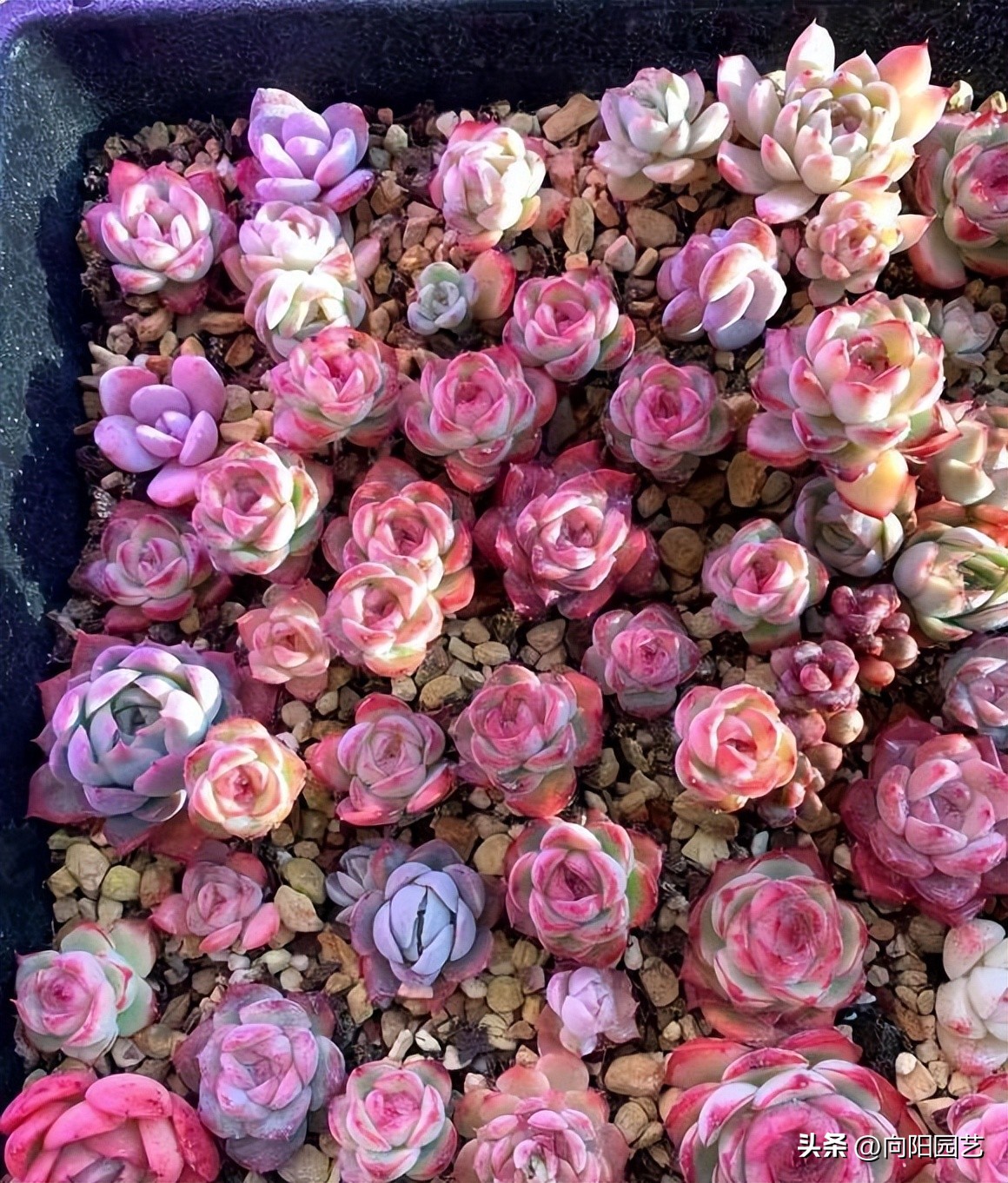 吉娃娃适合养一只还是一对,吉娃娃怎么养才能活得久