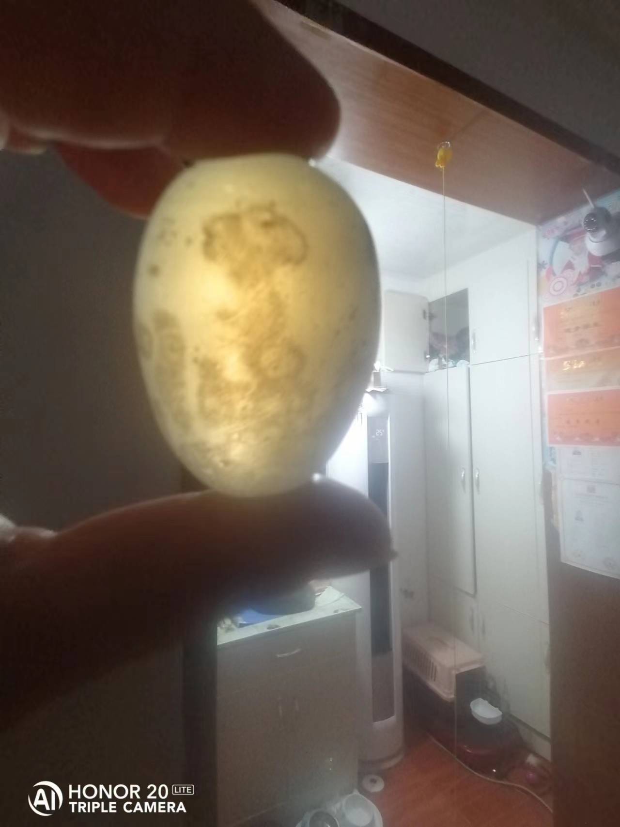 宝石欧泊石,变色龙宝石