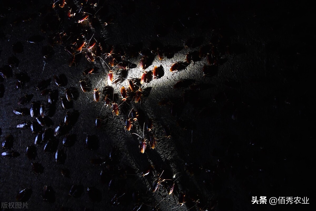 养殖蟑螂是不是骗局,养殖蟑螂靠谱吗