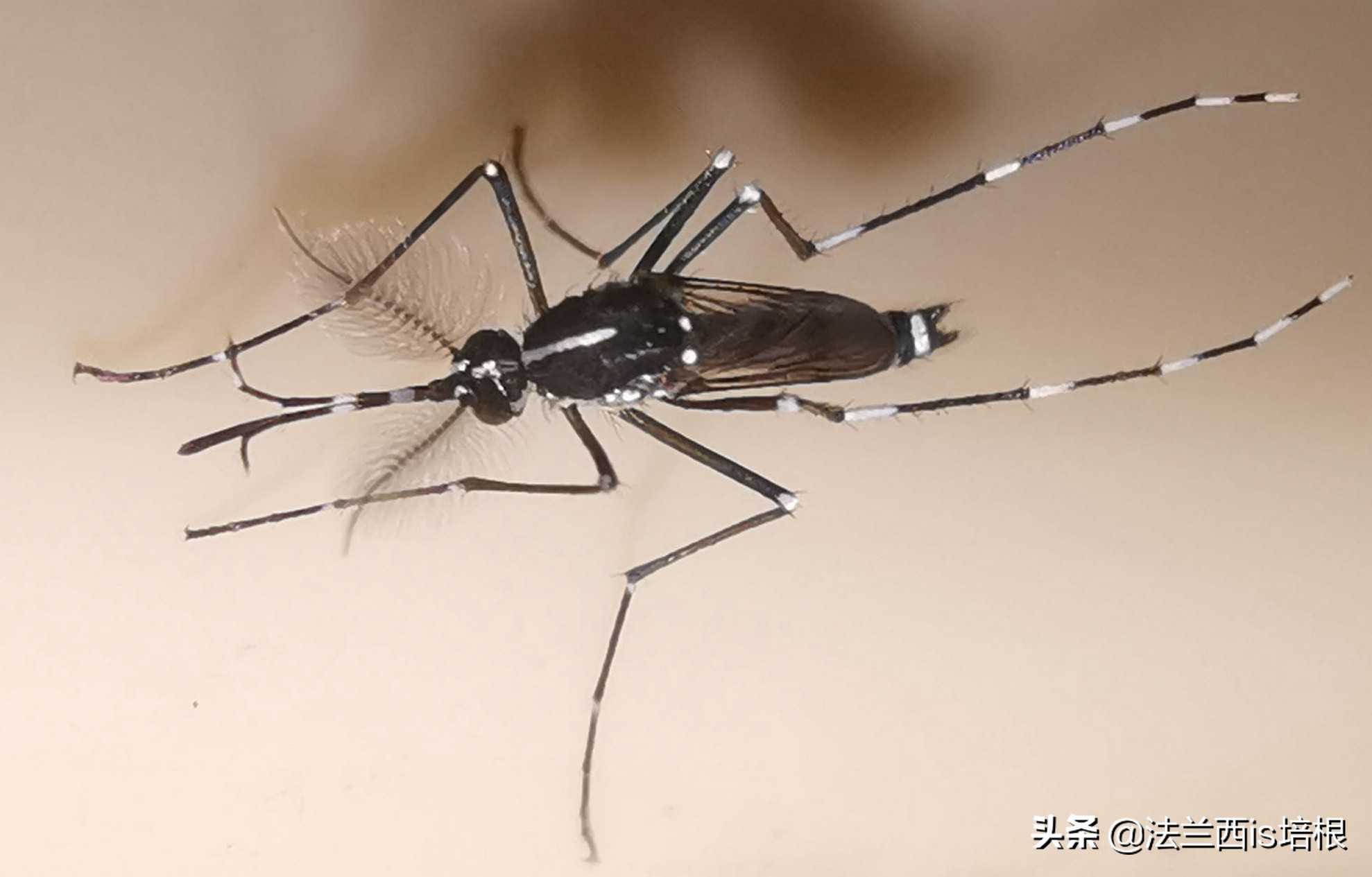 收走蚊子的作案工具,没收蚊子的工具