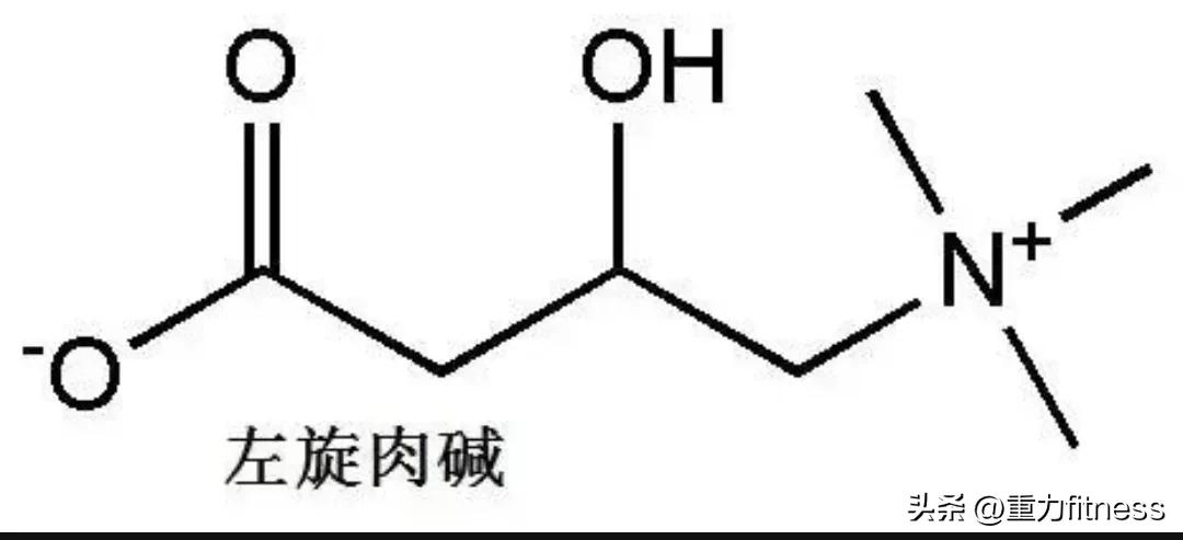 左旋肉碱配合健身多久可以有肌肉,喝左旋肉碱健身会掉肌肉吗