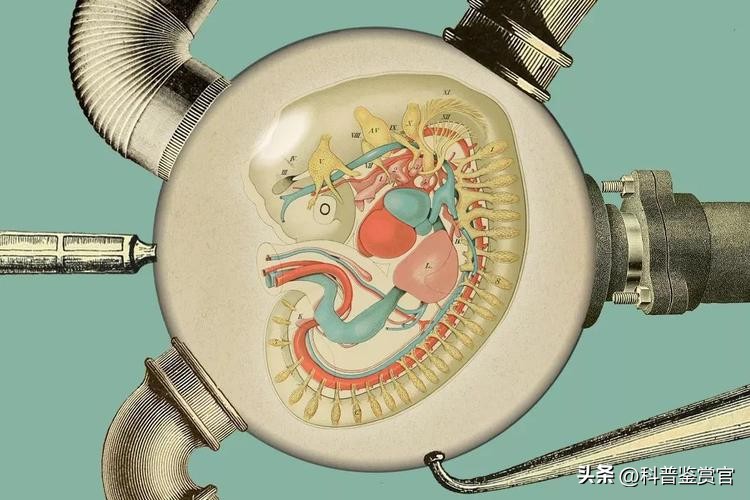 现在人类可以造出人工子宫吗,人造子宫到2025年会不会投入使用