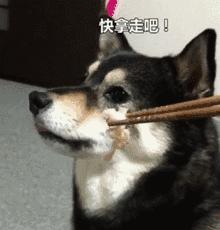 狗狗没有安全感的8个表现，中的越多越，说明宠主越要注意