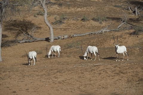 阿联酋丽思卡尔顿,阿联酋野奢帐篷