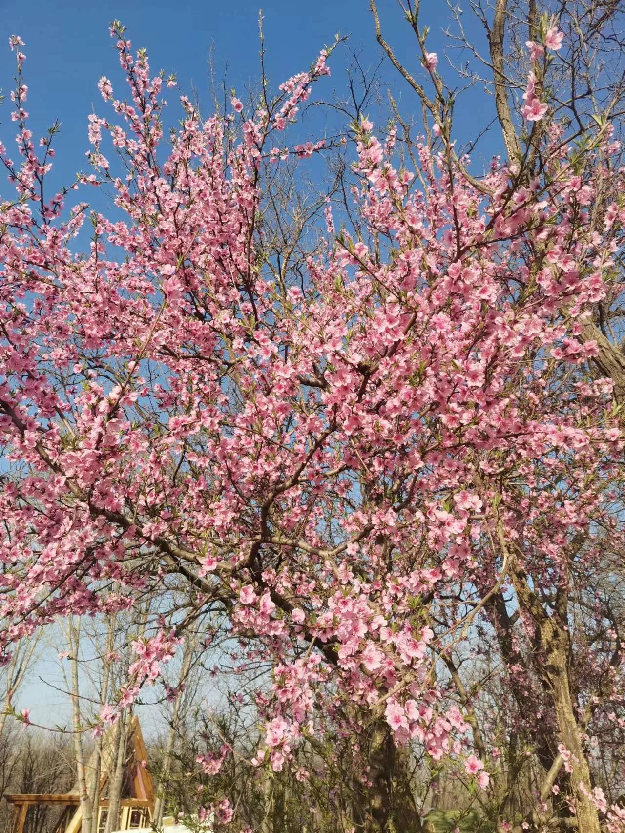 如何搞定狮子座男生撩汉大招必看,怎么才能撩得动狮子座