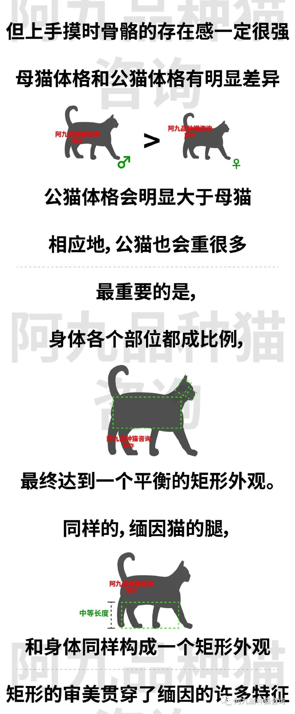 缅因猫品种标准图解，缅因猫怎么分辨好坏，缅因猫怎么分辨颜色