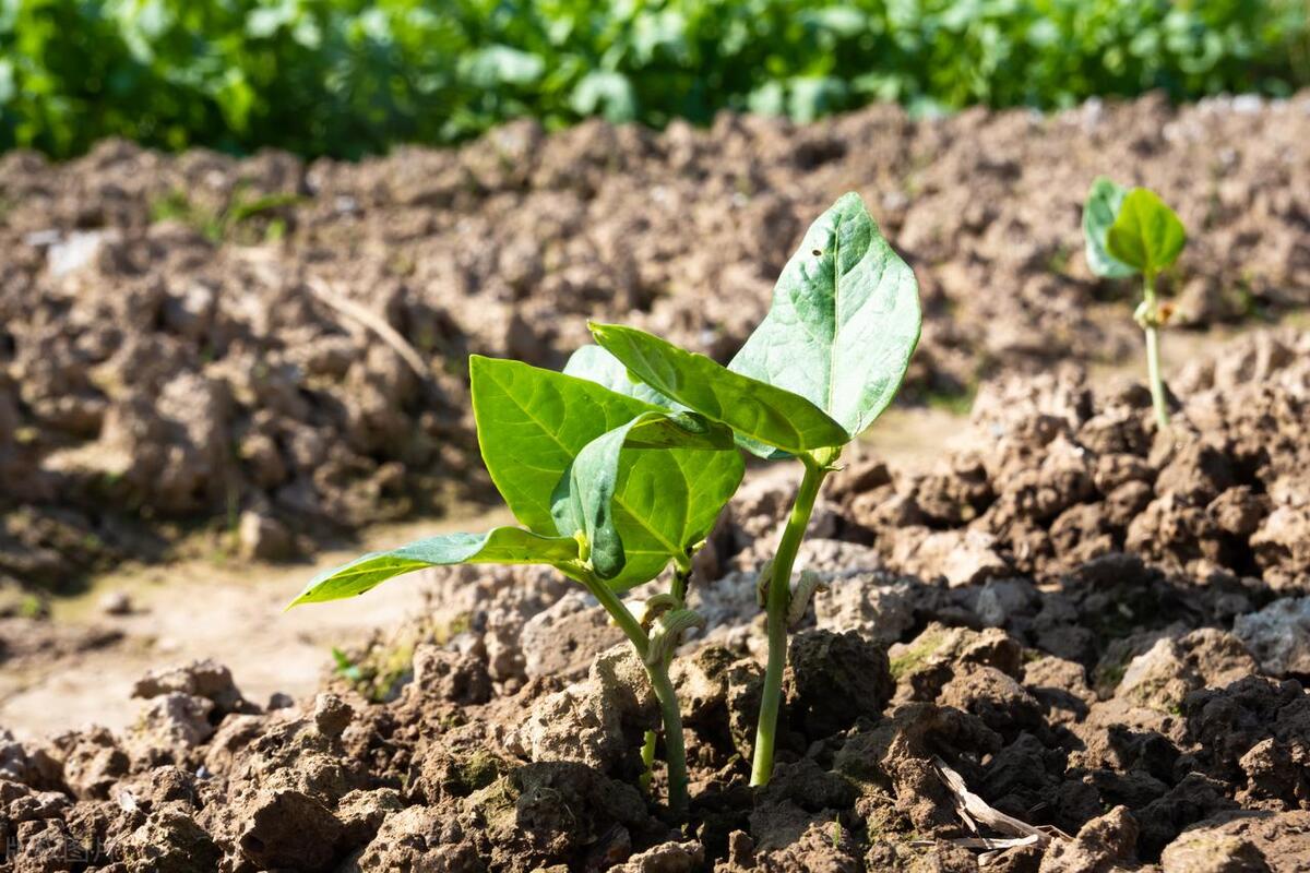 豆角怎么施肥,豆角秧施肥多了怎么办