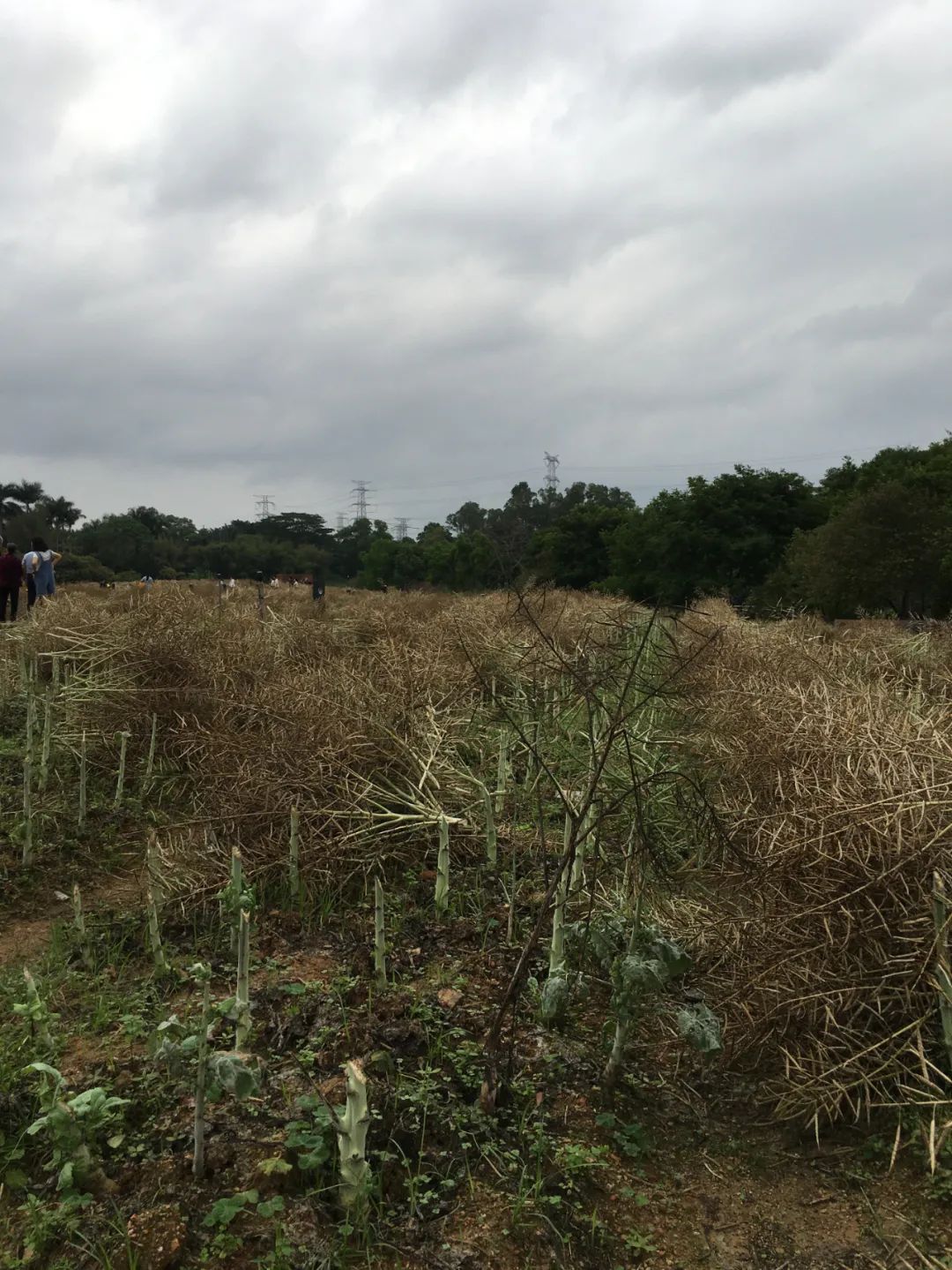 旭光电动车行,旭光车行向阳路