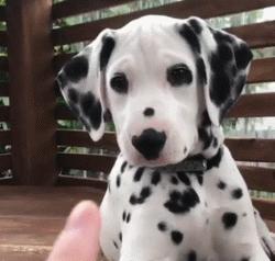 斑点狗这么可爱为什么很少人养,斑点狗为什么是禁养犬