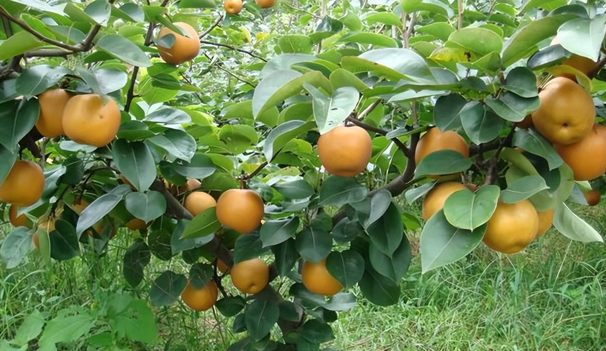 长沙最重要的特产是哪些,长沙有哪些特产最值得买