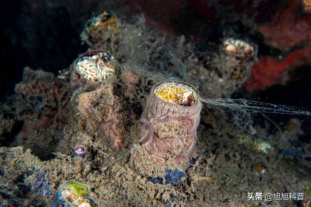 蠕虫可以杀死癌症细胞吗,科学家利用蠕虫杀死贪吃蛇癌细胞