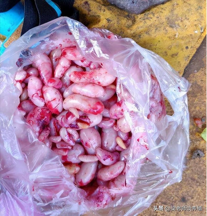 阉鸡技艺从什么时候开始的,古老的阉鸡方法