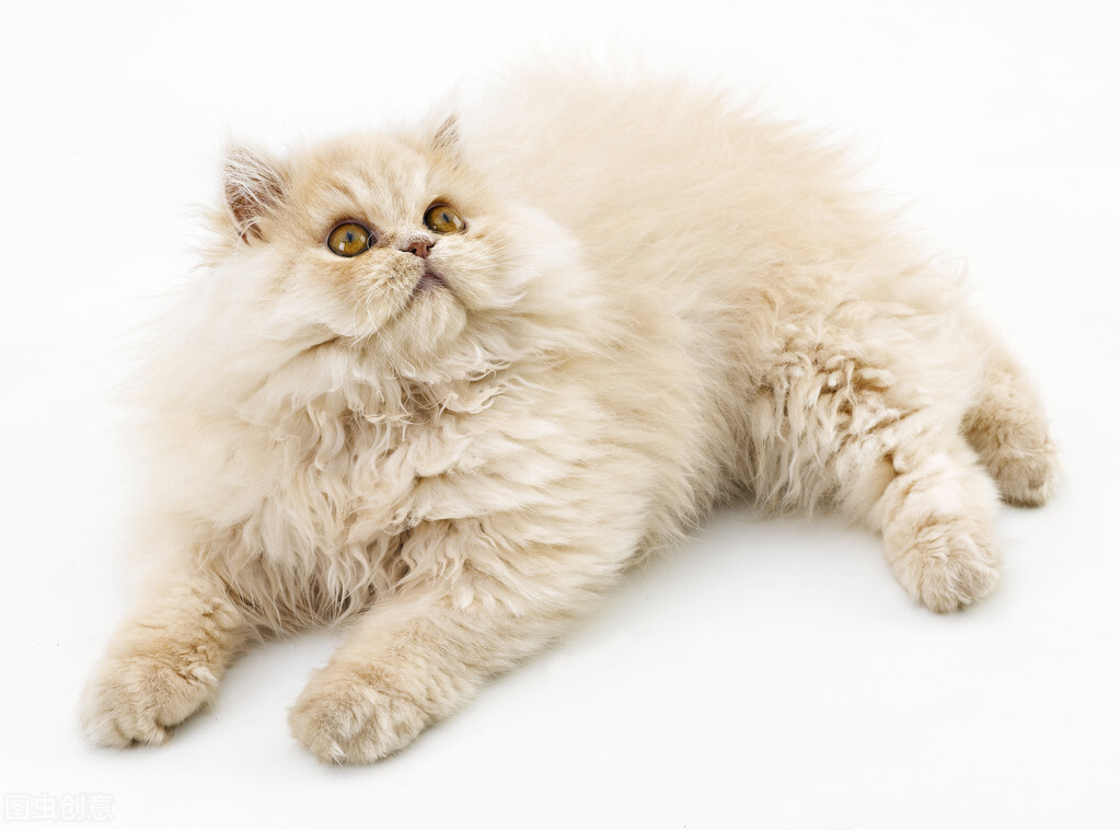 一只猫从湖南托运到重庆,波斯猫托运