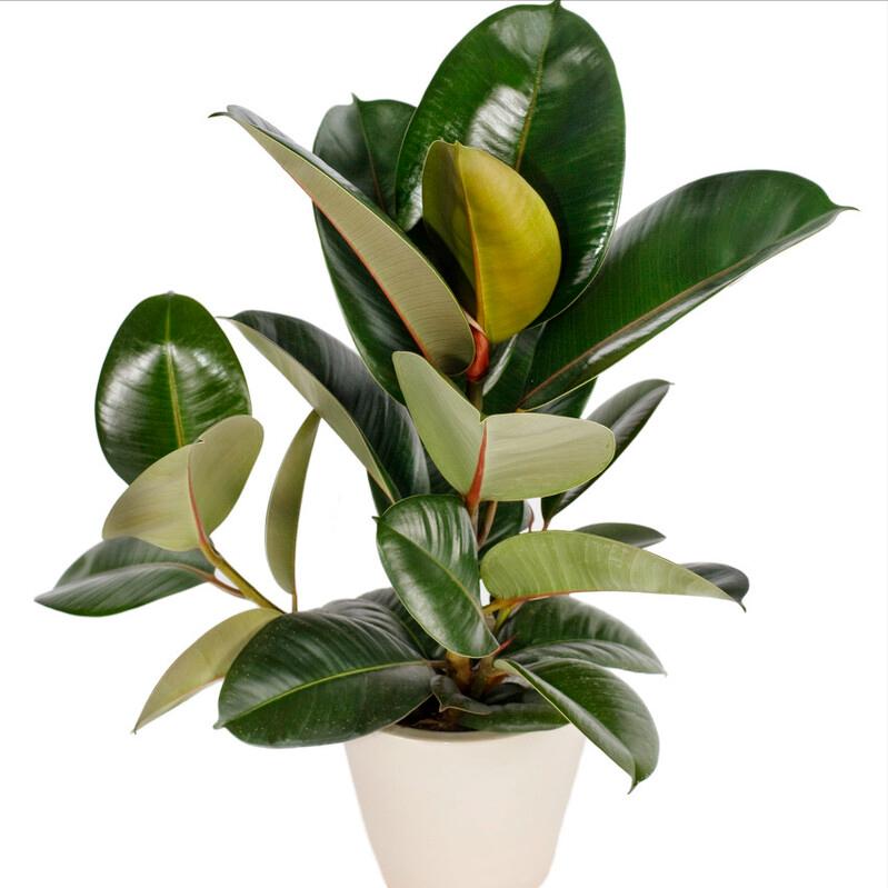 发财树富贵竹好运连连,发财树和富贵竹位置有什么讲究