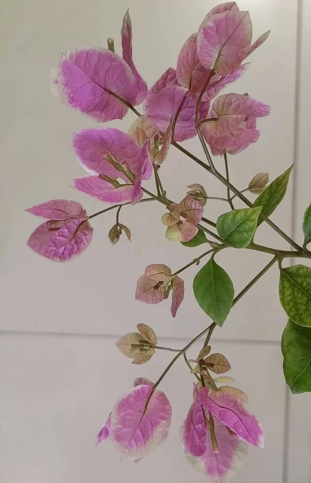 认识各种花的花名,认识各种花的名称