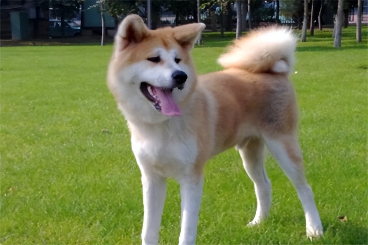 秋田犬价格一般是多少钱一只,高品质秋田犬多少钱一只