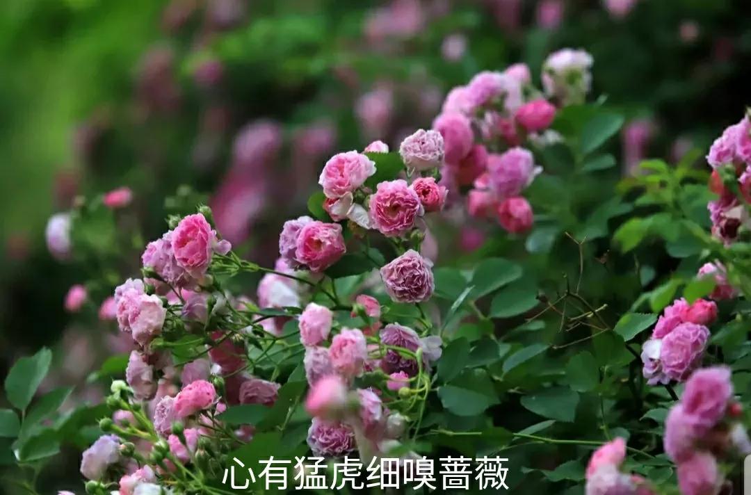 月季蔷薇玫瑰三者的区别图,蔷薇月季玫瑰的区别和联系