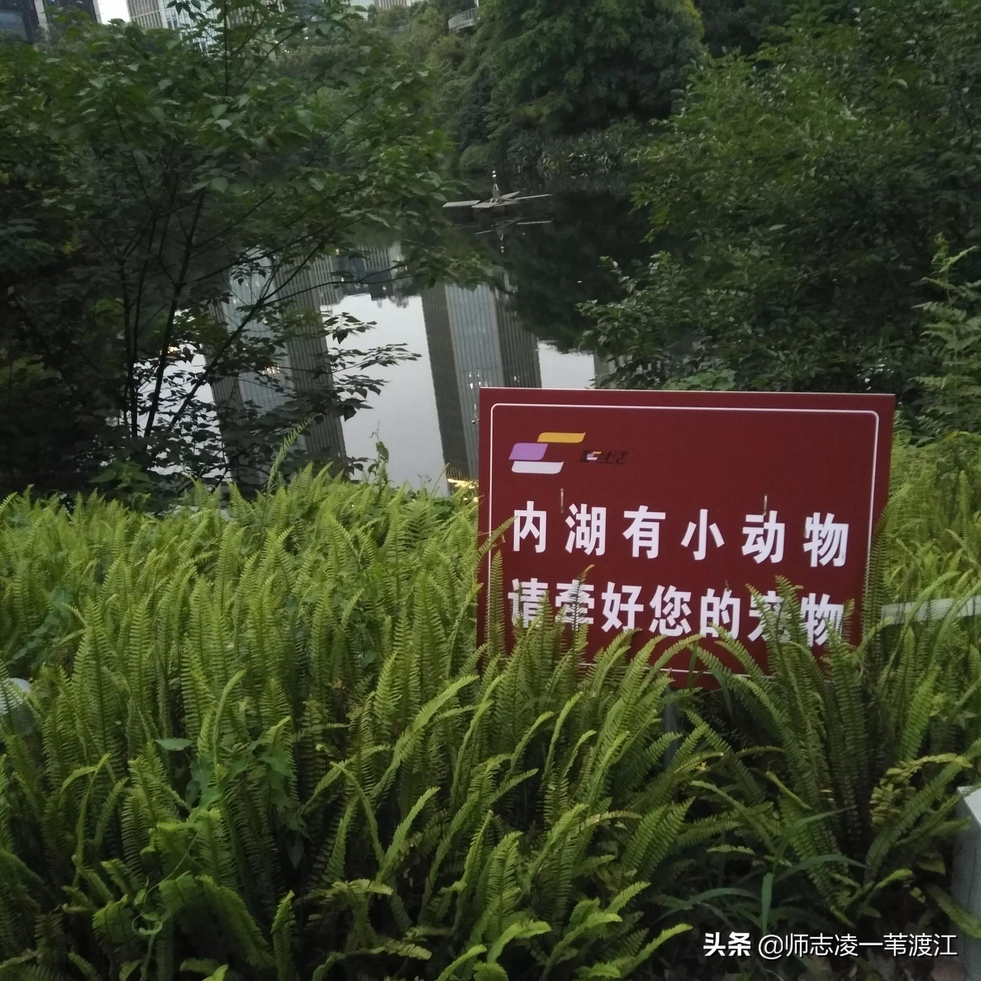 回到重庆的感受,回到重庆的感觉