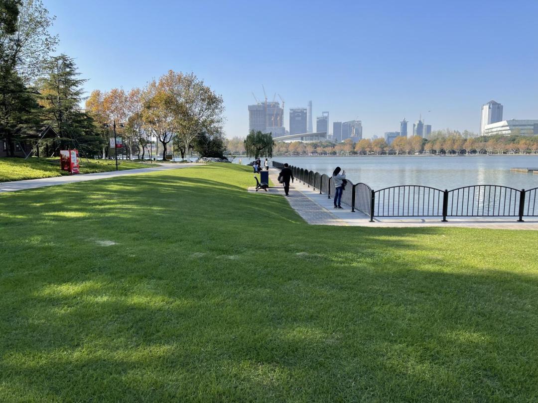 景观草坪如何搭配,庭院景观草坪种类