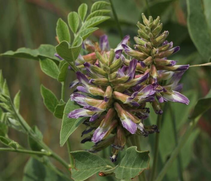 甘草的甜味成分是什么,甘草的种类与功效是什么