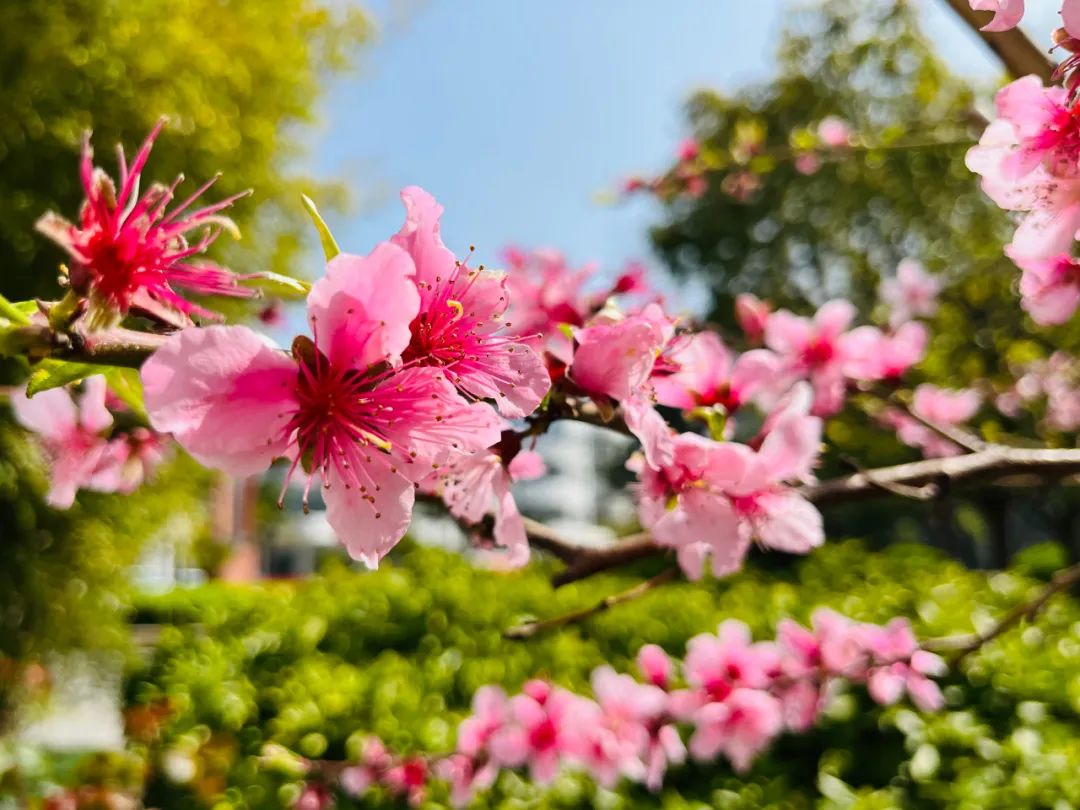 271教育|芳菲万里等你相遇——第一山无限*光春**好