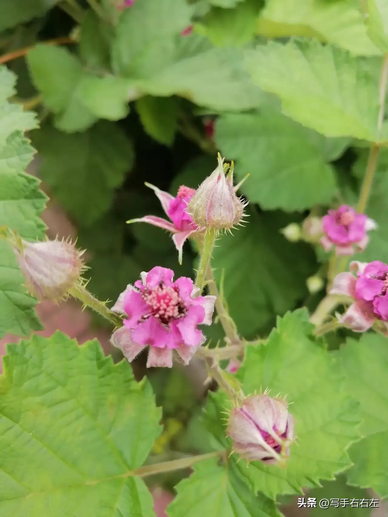 让花成花让树成树成为自己,让花成花让树成树让自己成为自己
