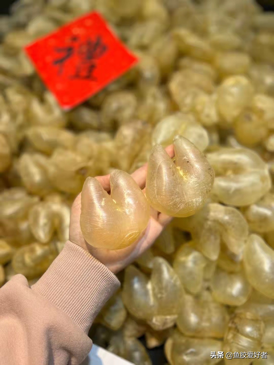 收藏版：全网最全的鱼胶品种，鱼胶品种这么多，你都认识吗？