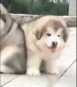 阿拉斯加为什么不推荐养,劝你别养柴犬