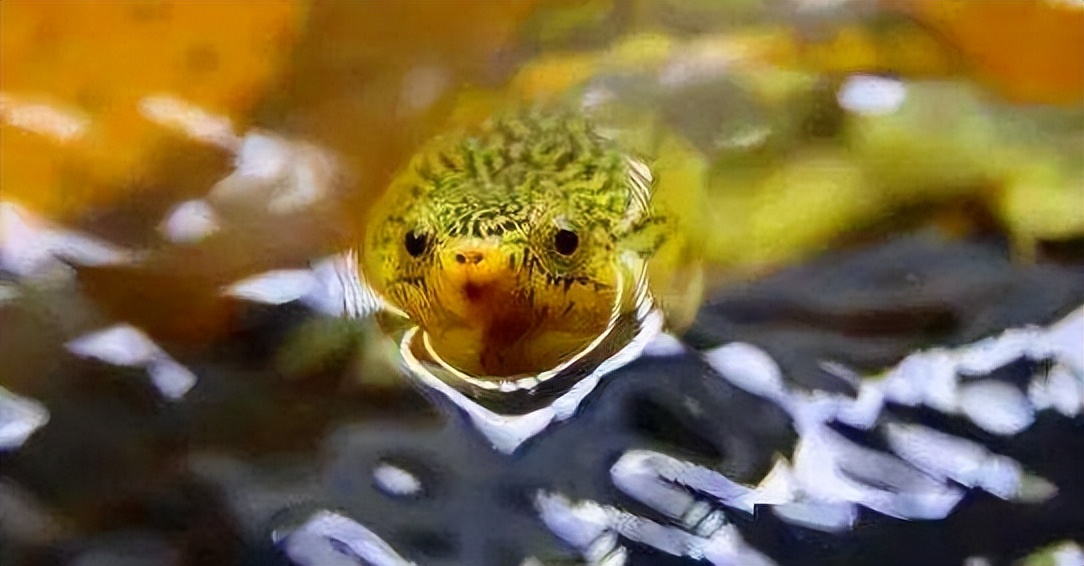 乌龟应激如何快速解决,乌龟应激最佳处理