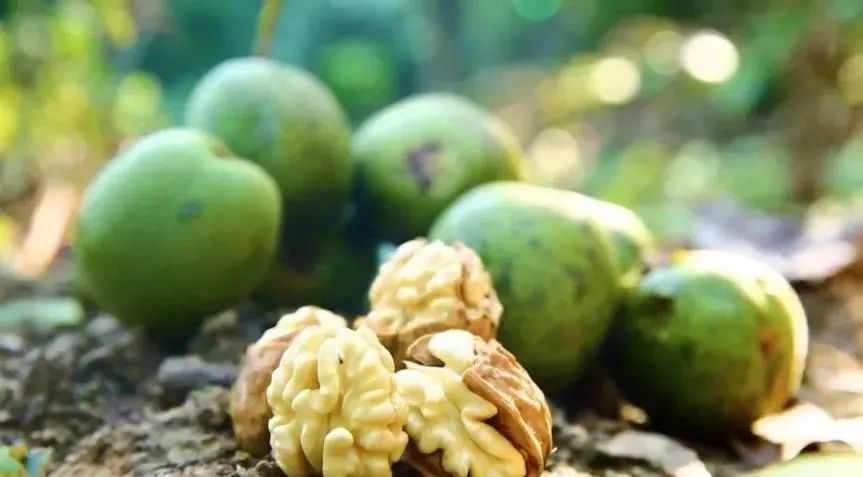 到四川广元必带的土特产,四川广元土特产有哪些