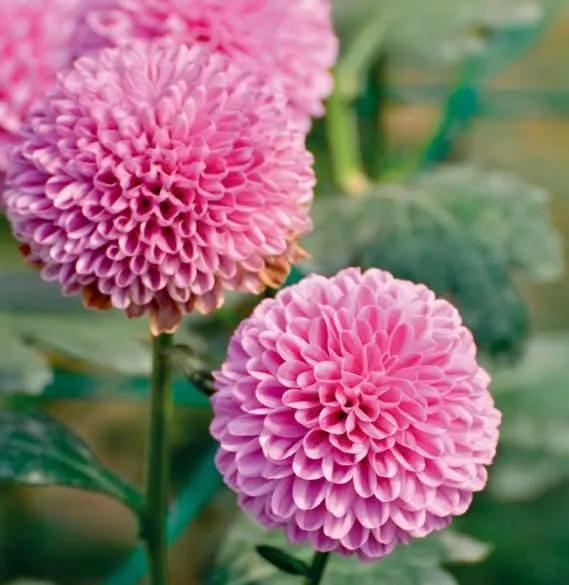 清雅花卉园艺景观,意境清雅的花草