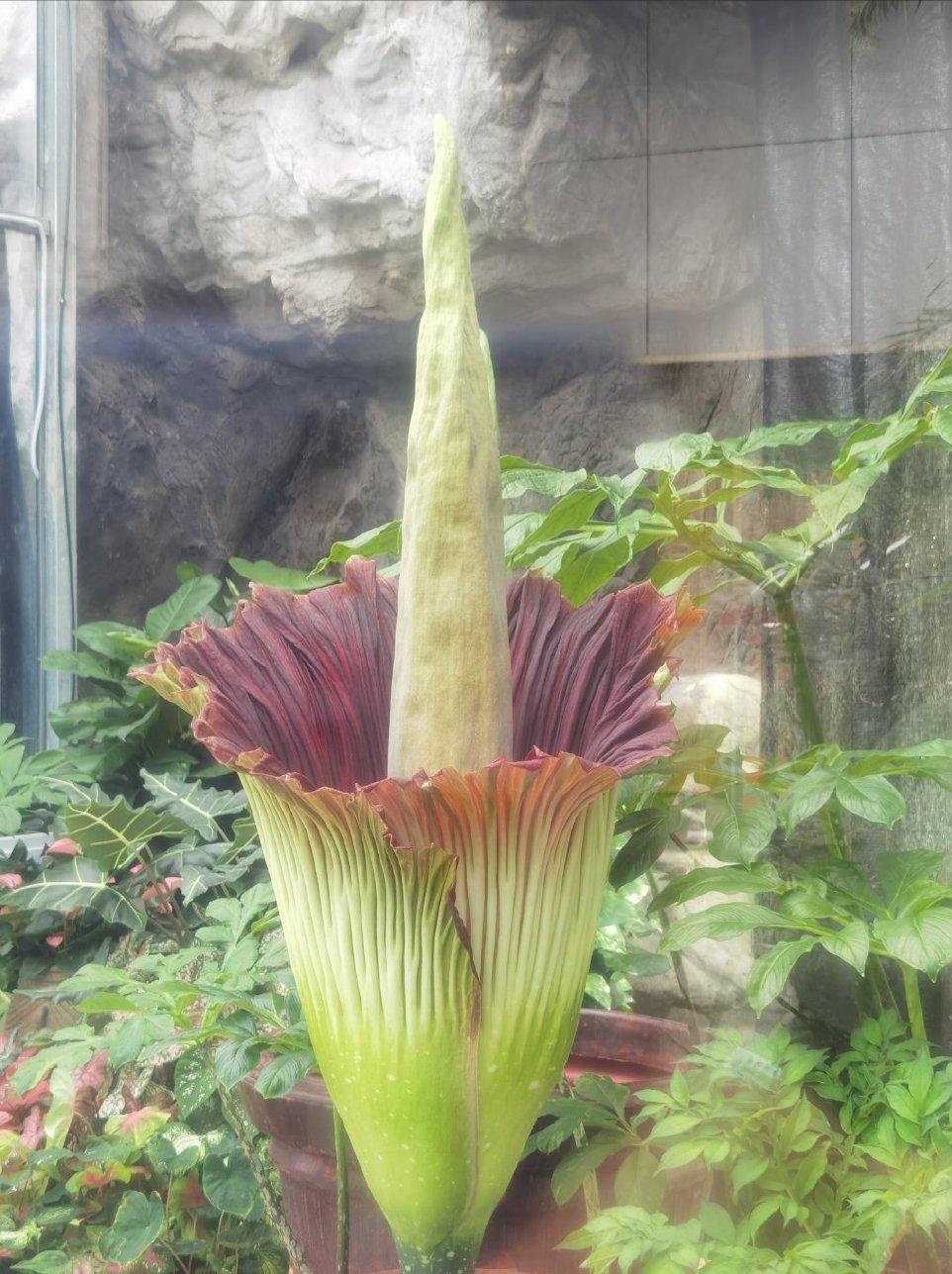 日本巨魔芋开花,巨魔芋在国家植物园开花直播